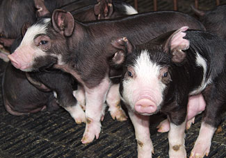 Black & White Piglets